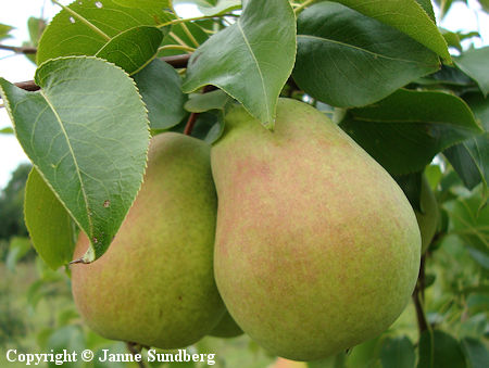 Pyrus communis 'Tsisovskaja'